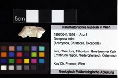 Foto (Objket + Etiketten) von Ambulocapsa altilis (Robins, Feldmann & Schweitzer, 2013) 